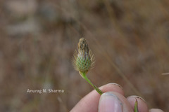 Tricholepis glaberrima